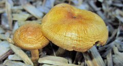 Pleuroflammula multifolia