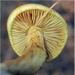 Pleuroflammula multifolia