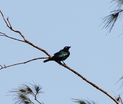 Lamprotornis splendidus