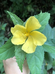 Pavonia communis