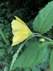 Pavonia communis