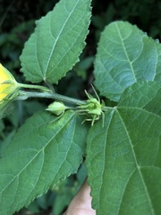 Pavonia communis