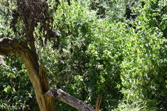 Colobus guereza matschiei