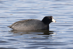 Fulica americana