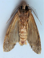 Dasylophia thyatiroides