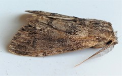 Dasylophia thyatiroides