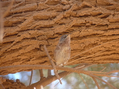 Curruca deserticola