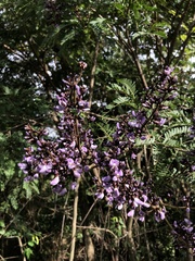 Machaerium isadelphum