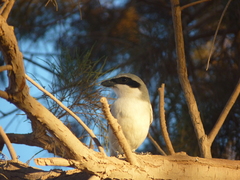 Lanius excubitor elegans