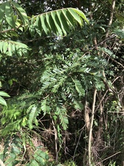 Machaerium isadelphum