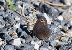 Erebia embla