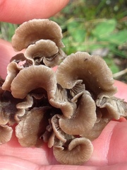Arrhenia acerosa