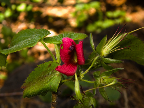 Geranium arboreum observed 2011-07-08