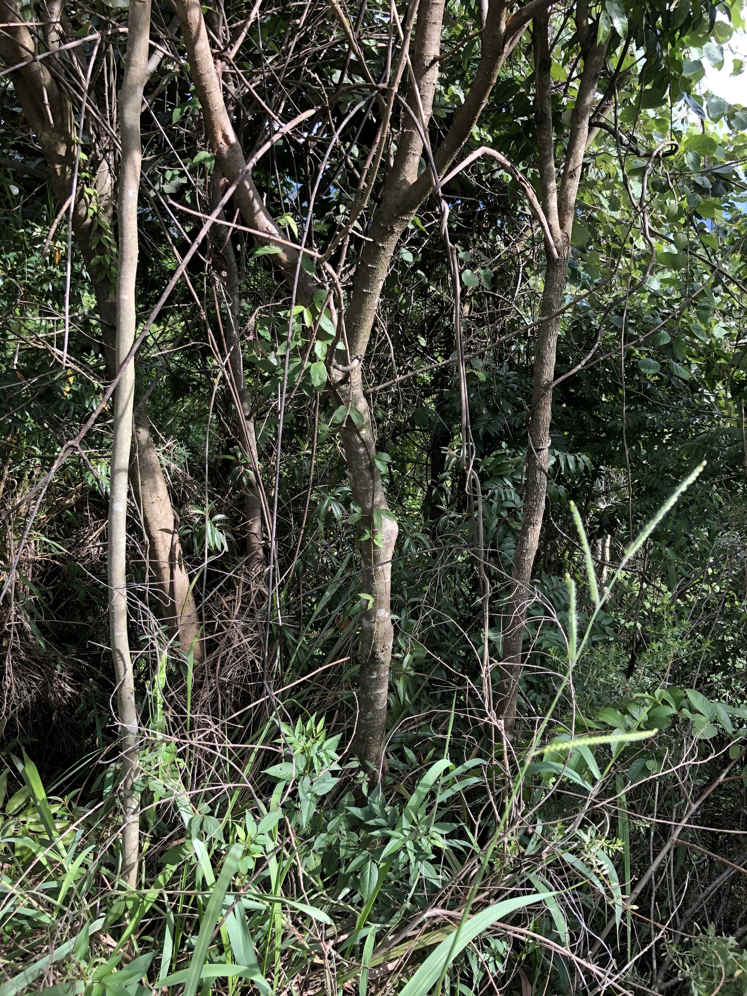 Imagem de Orelha-de-macaco
