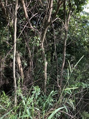 Machaerium isadelphum