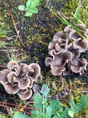 Arrhenia acerosa