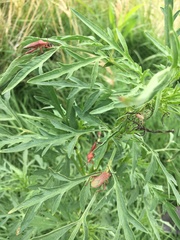 Athaumastus haematicus