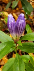 Gentiana austromontana
