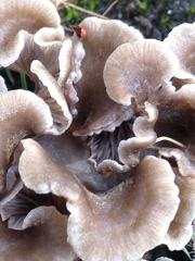 Arrhenia acerosa