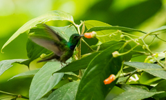 Polyerata rosenbergi