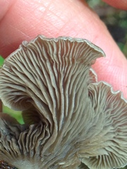 Arrhenia acerosa