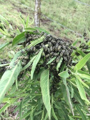 Astylus atromaculatus