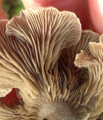 Arrhenia acerosa