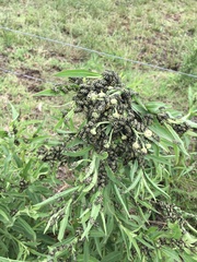 Astylus atromaculatus