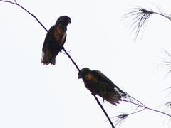 Poicephalus senegalus