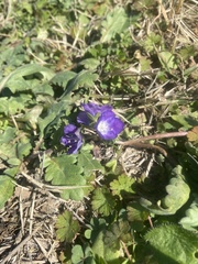Phacelia patuliflora