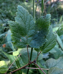 Ribes petraeum
