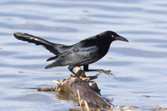 Quiscalus mexicanus