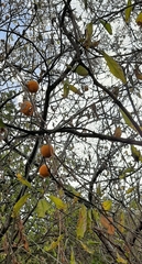 Passifloraceae