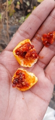 Passifloraceae