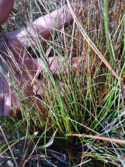 Xyris stenotera