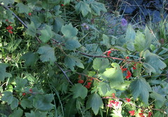 Ribes petraeum