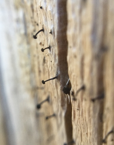 iNaturalist observation photo of Snag Pin