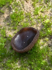 Plicaria endocarpoides