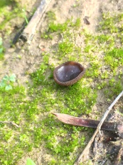 Plicaria endocarpoides