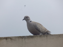 Streptopelia decaocto