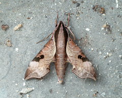 Enpinanga borneensis