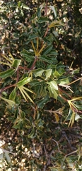 Berberis chilensis