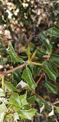 Berberis chilensis