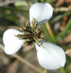 Moraea unguiculata
