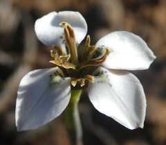 Moraea unguiculata