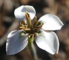 Moraea unguiculata