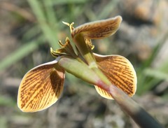 Moraea unguiculata