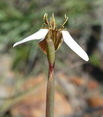Moraea unguiculata