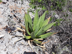 Agave brevispina