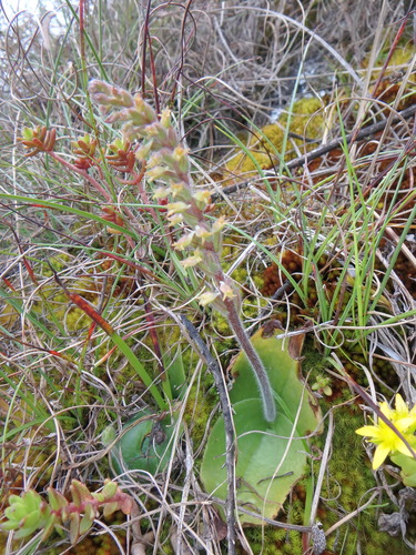 Holothrix elgonensis